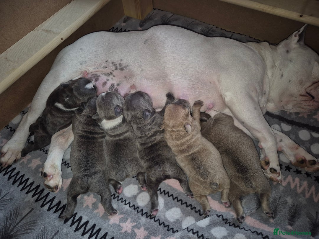 French Bulldog dogs for sale: French bulldogs - Image 6