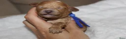 Poochon dogs for sale: F1 Poochon puppies Health Tested parents  - Advert 17