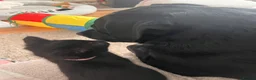Mixed Breed cats for sale: 4 Adorable playful black kittens. Litter trained  - Advert 2