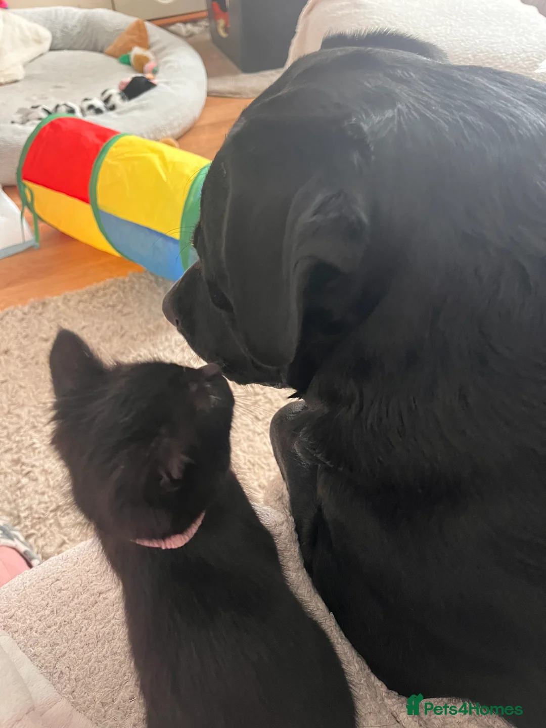 Mixed Breed cats for sale: 4 Adorable playful black kittens. Litter trained  - Advert 2