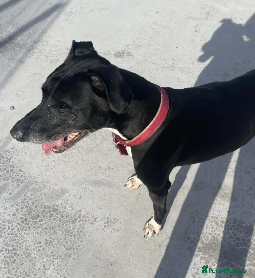 Lurcher dogs for adoption: MEG 16 month Whippet Lurcher - Advert 1