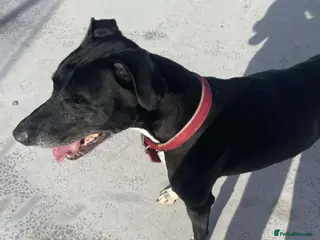 Lurcher dogs MEG 16 month Whippet Lurcher - Advert 3