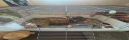Lionhead rabbits for sale: Male Lionhead Rabbit - Advert 3