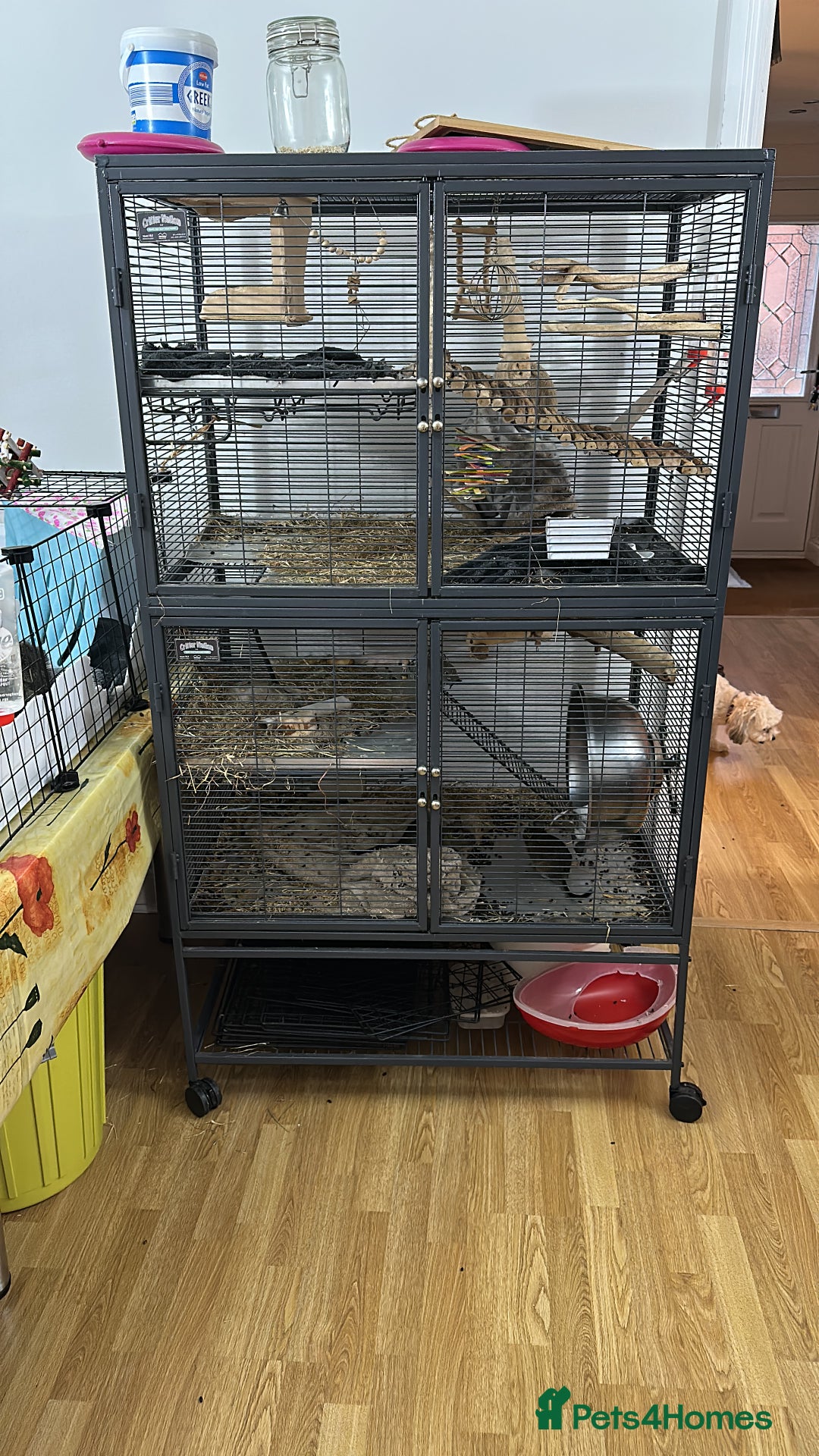 Degus rodents for sale: Marmite, Chutney and Pickle need a new home - Image 2