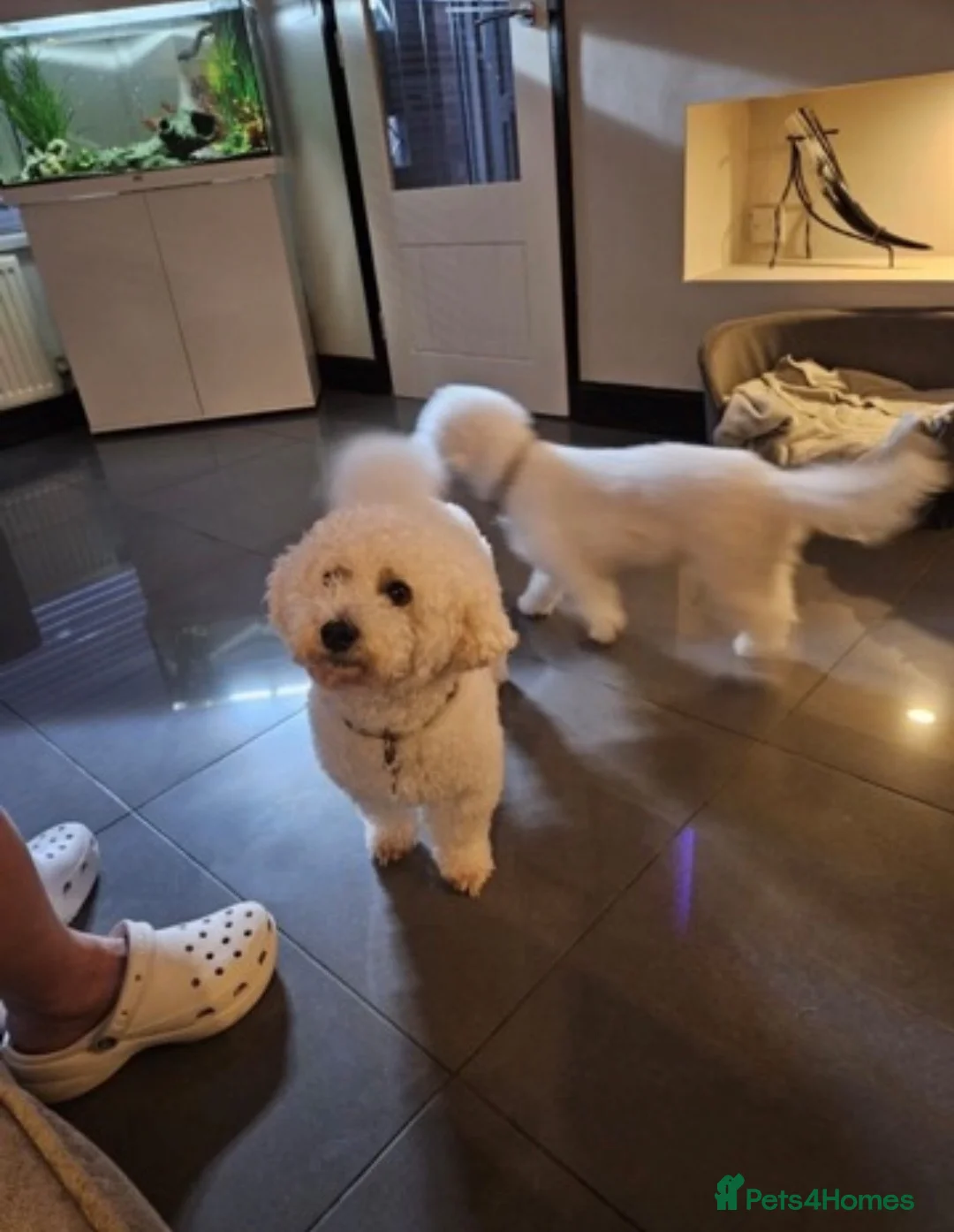 Bichon Frise dogs for sale: 🐶 Pure Bichon Frise Puppies for Sale 🐶 - Advert 2