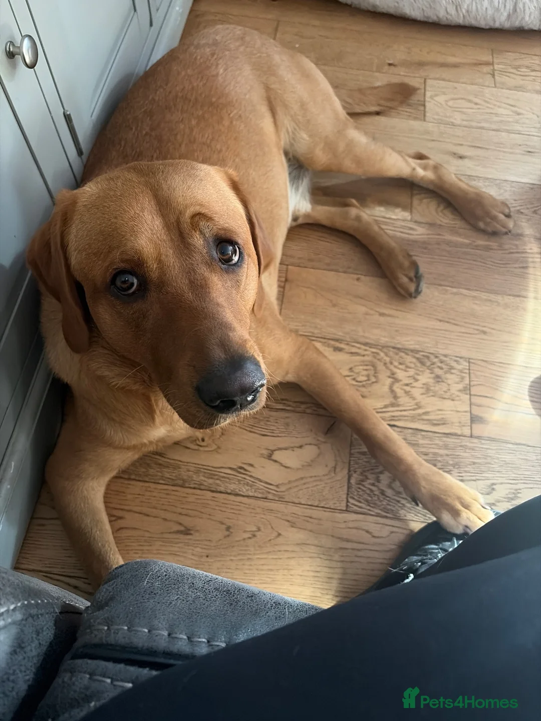Labrador Retriever dogs for sale: Golden Labrador puppies - Advert 2