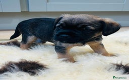 Border Terrier dogs for sale: Kc Reg Border Terrier Pup for sale - Image 6