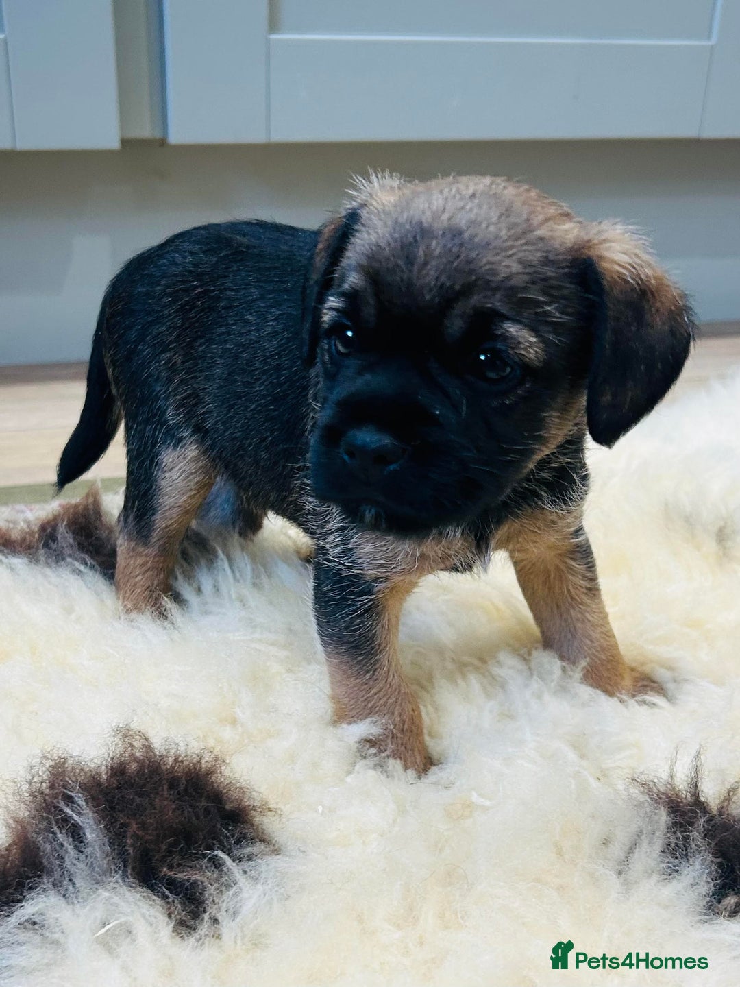 Border Terrier dogs for sale: Kc Reg Border Terrier Pup for sale - Image 6