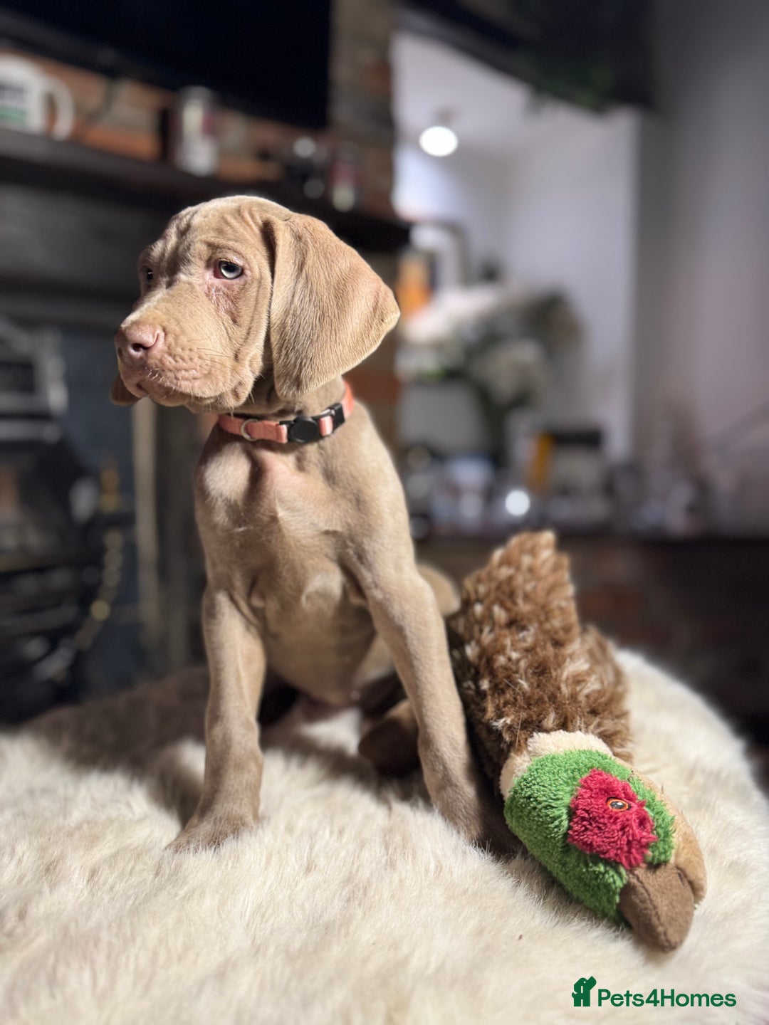 Weimaraner dogs for sale: ✨READY NOW✨ LAST FEW GIRLS✨ KC Reg Pups  ✨ - Advert 12