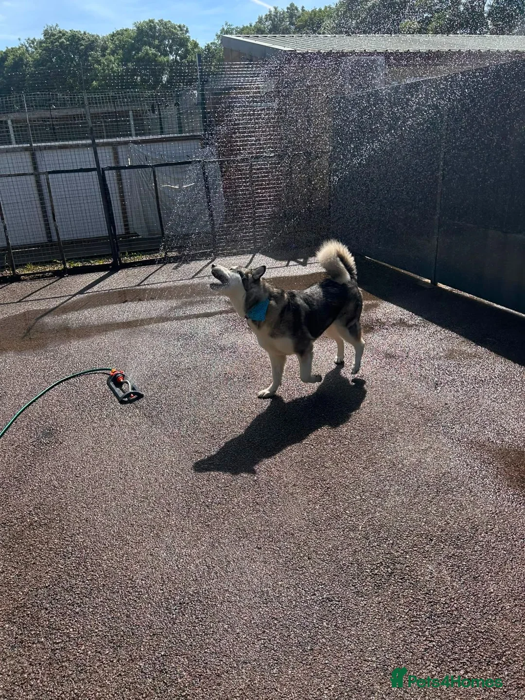 Alaskan Malamute dogs for adoption: Nymeria - Advert 7