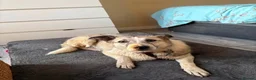 Mixed Breed dogs for adoption: Peach - Taverham Norfolk  in Norwich - Advert 8