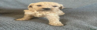 Labradoodle 6