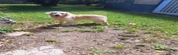 Golden Retriever dogs for sale: Golden Retriever older male looking for home - Advert 3
