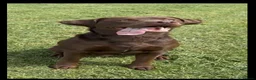 Labrador Retriever dogs for sale: 2x 2yo KC Registered chocolate Labrador boys - Advert 7