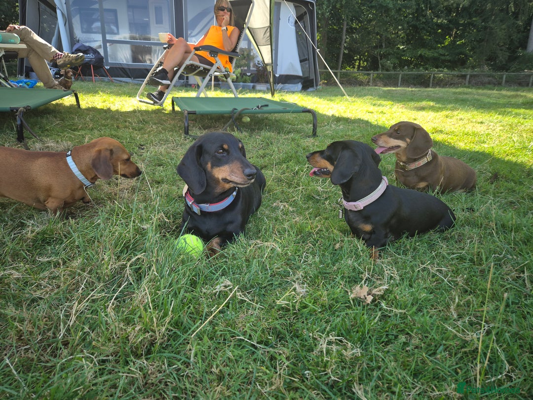 Dachshund dogs for stud: Stud dog - Image 11
