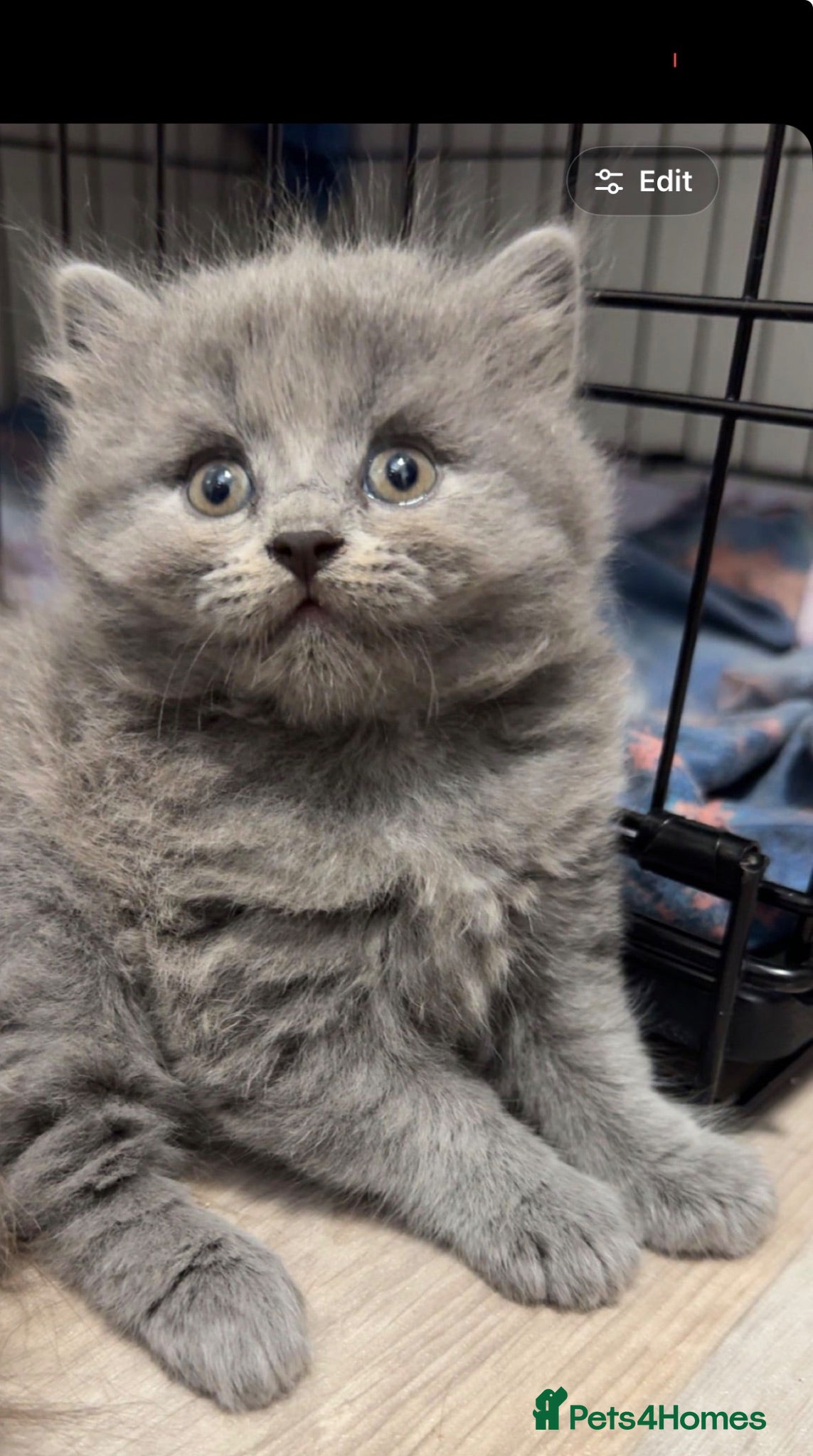 British Shorthair cats British shorthairs 🐾❤️ last girl available  - Advert 1