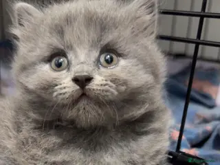 British Shorthair cats British shorthairs 🐾❤️ last girl available - Advert 12