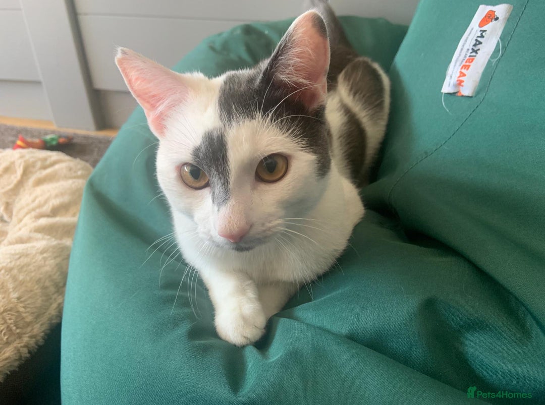 Domestic Shorthair cats for sale: His name is Max, hes 12 months and a boy. - Image 2