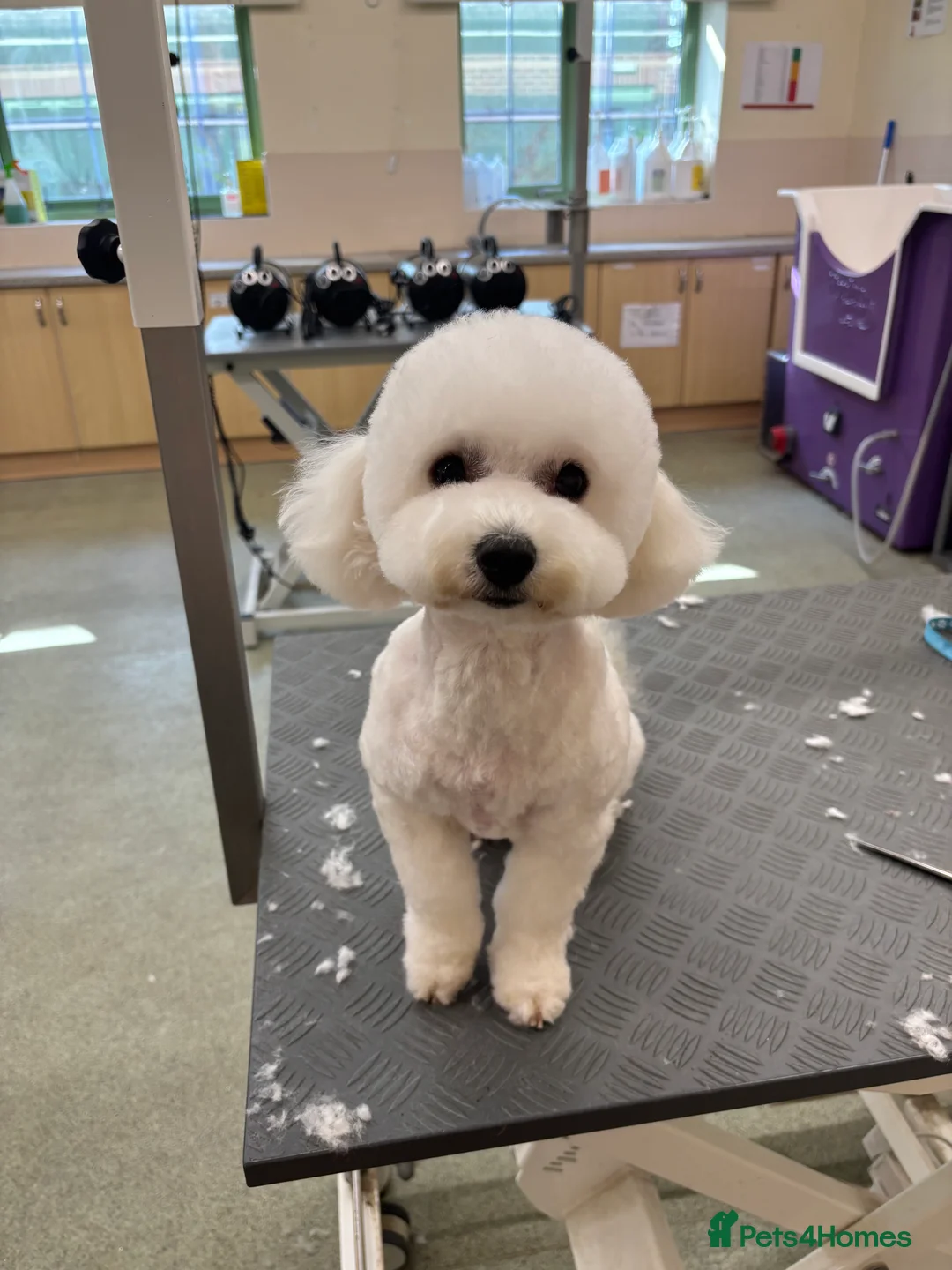 Poochon dogs for sale: One boy remaining - Advert 21