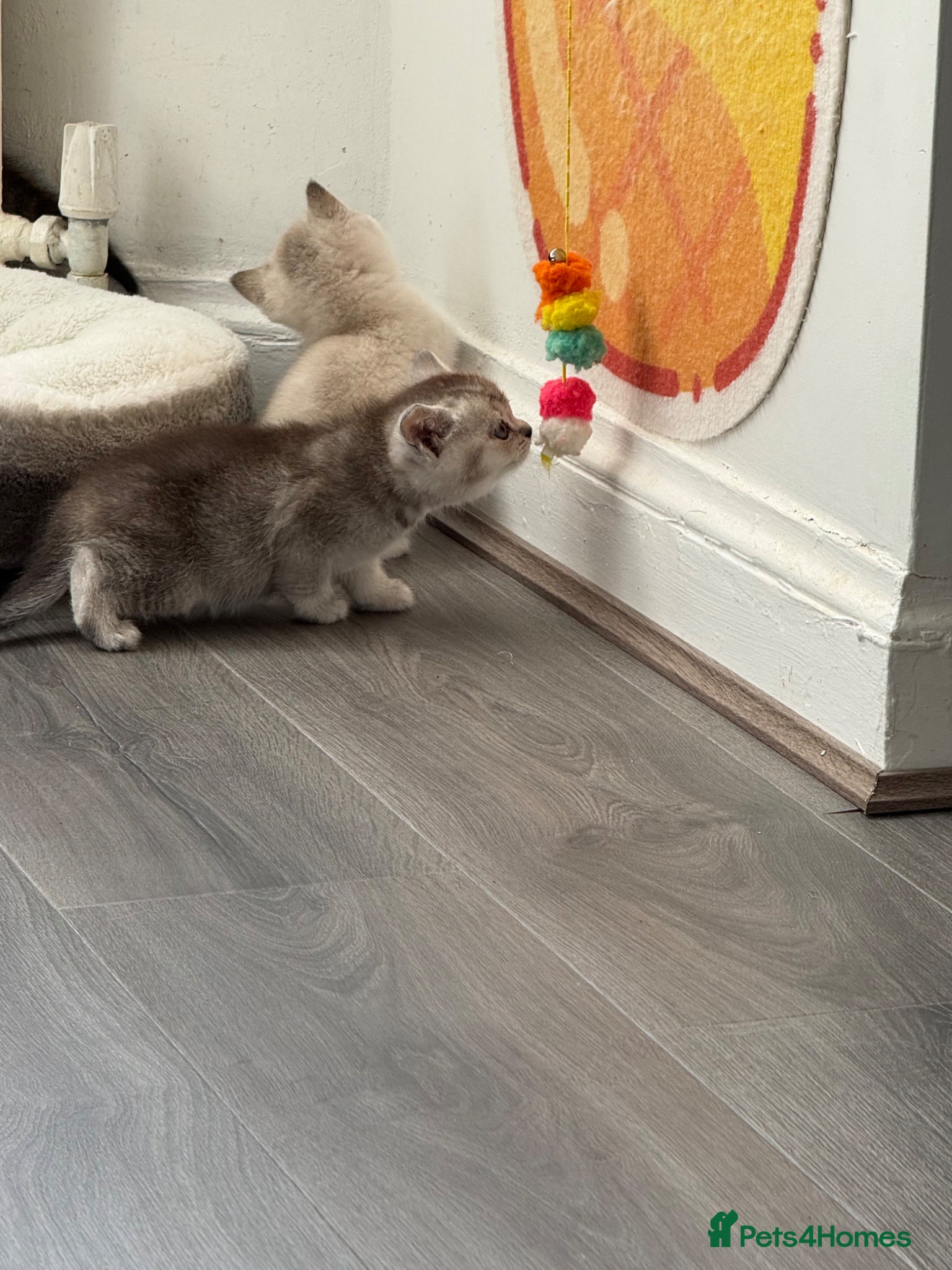 British Shorthair cats for sale: British Shorthair kittens - Advert 16