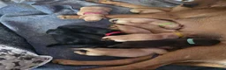 Labrador Retriever dogs for sale: Litter of beautiful labradors puppies - Advert 2