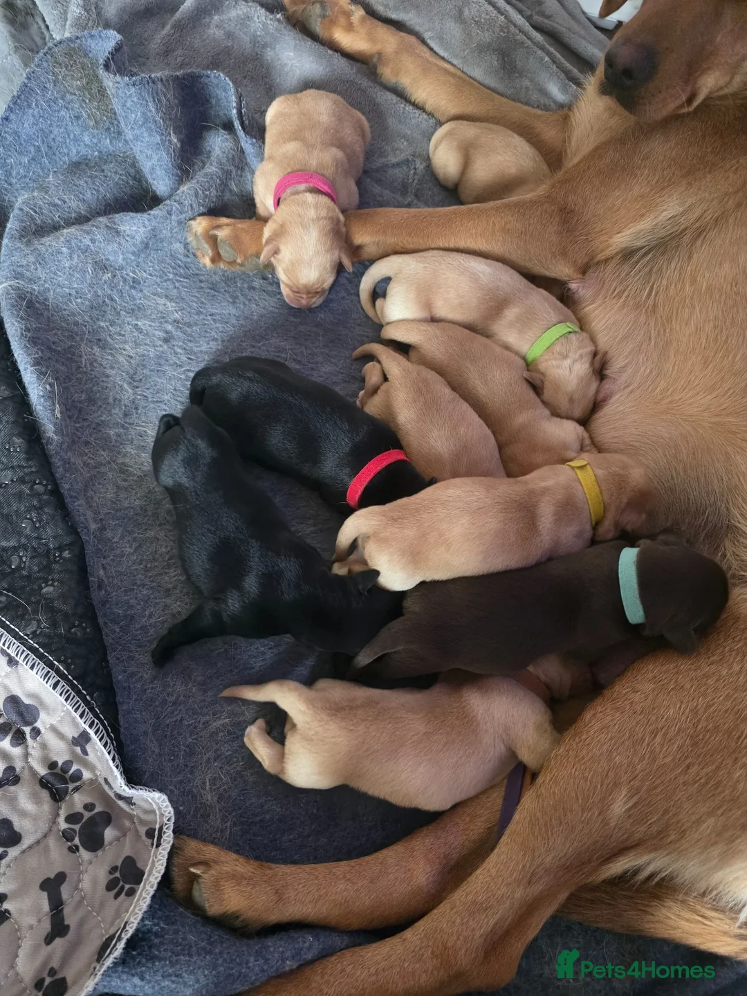 Labrador Retriever dogs for sale: Litter of beautiful labradors puppies - Advert 2