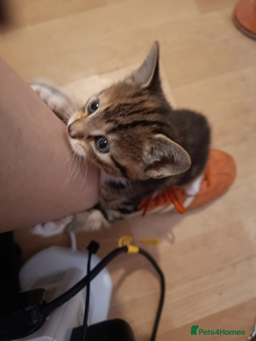 Mixed Breed cats for sale: Mixed breed kittens for sale (1 boy, 2 girls) - Advert 2