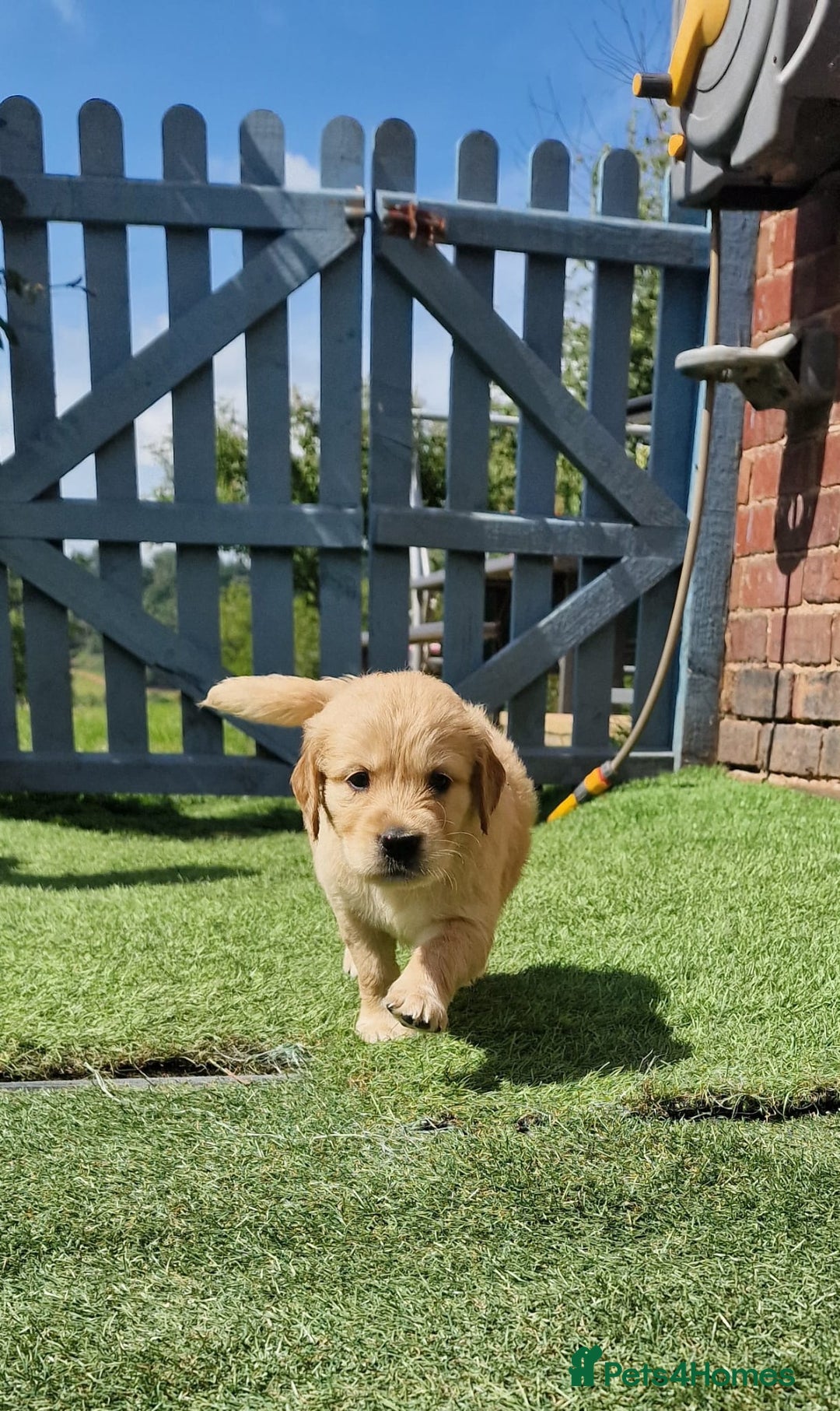 Golden Retriever dogs for sale: 10 Gorgeous Golden Retrievers 🐶❤️-Health & Hip ✅ - Image 5