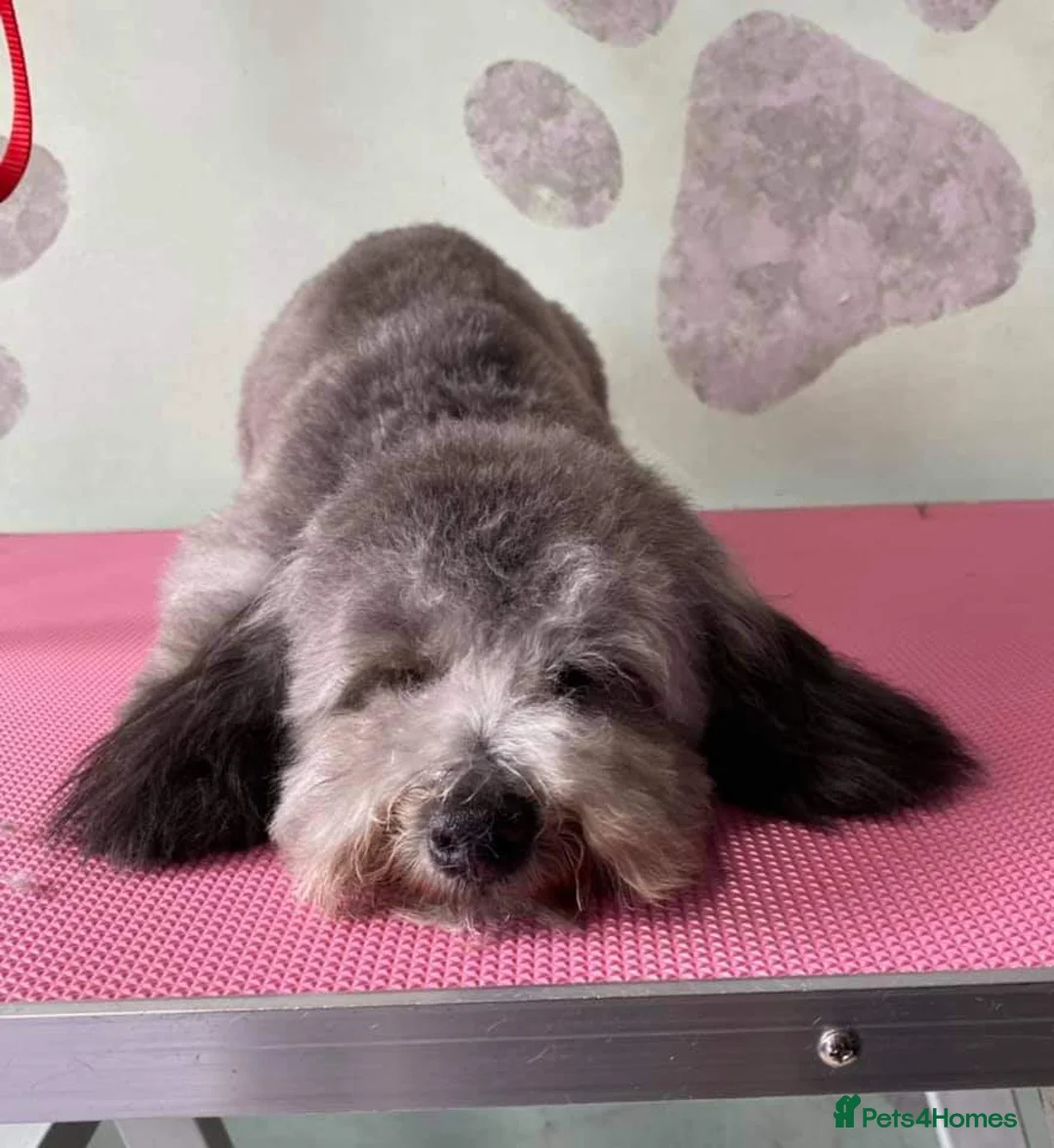 Toy Poodle dogs for stud: Silver Toy poodle  in Verwood - Advert 4