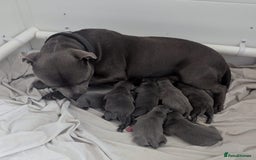 Staffordshire Bull Terrier dogs for sale: Blue staffy pups kc registered  - Image 2