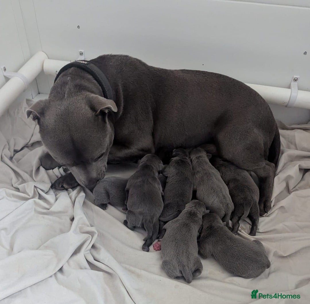 Staffordshire Bull Terrier dogs for sale: Blue staffy pups kc registered  - Image 2