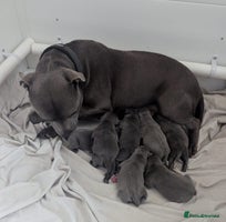 Staffordshire Bull Terrier dogs - Advert 7
