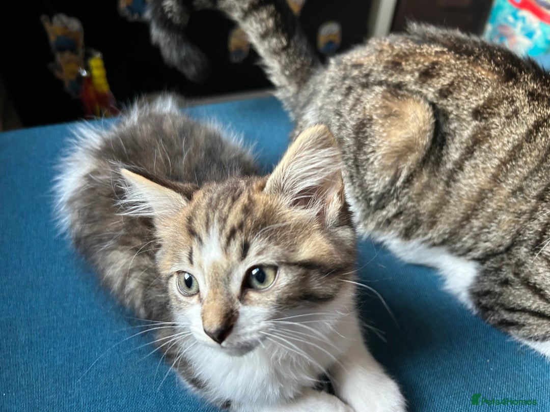 Mixed Breed cats for sale: 5 kittens for Sale - Image 5