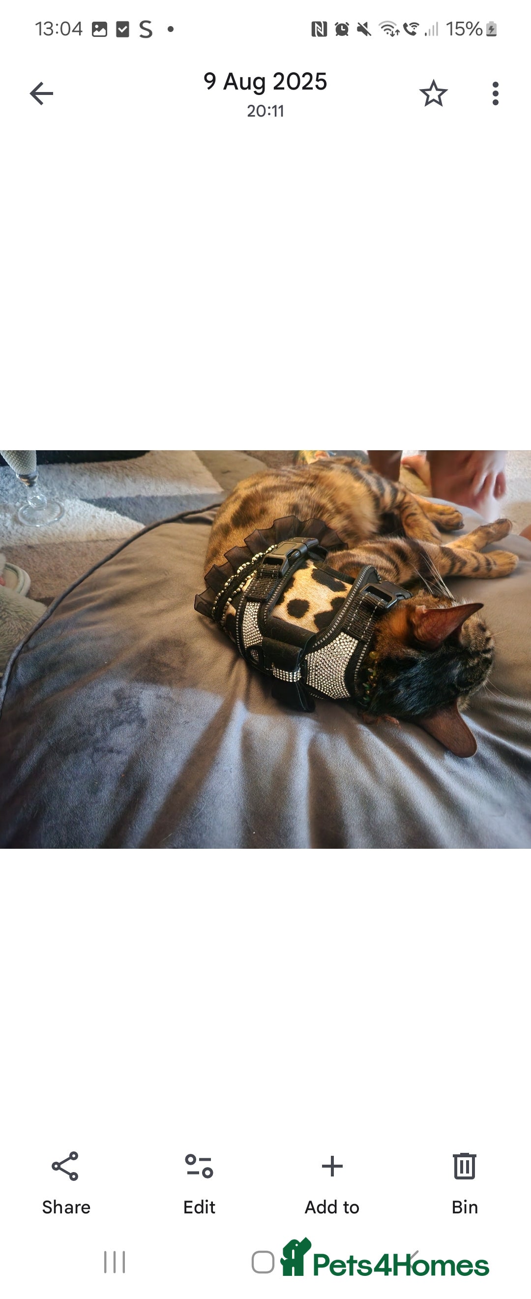 Bengal cats for sale: Bengal cat - Jello - Advert 3