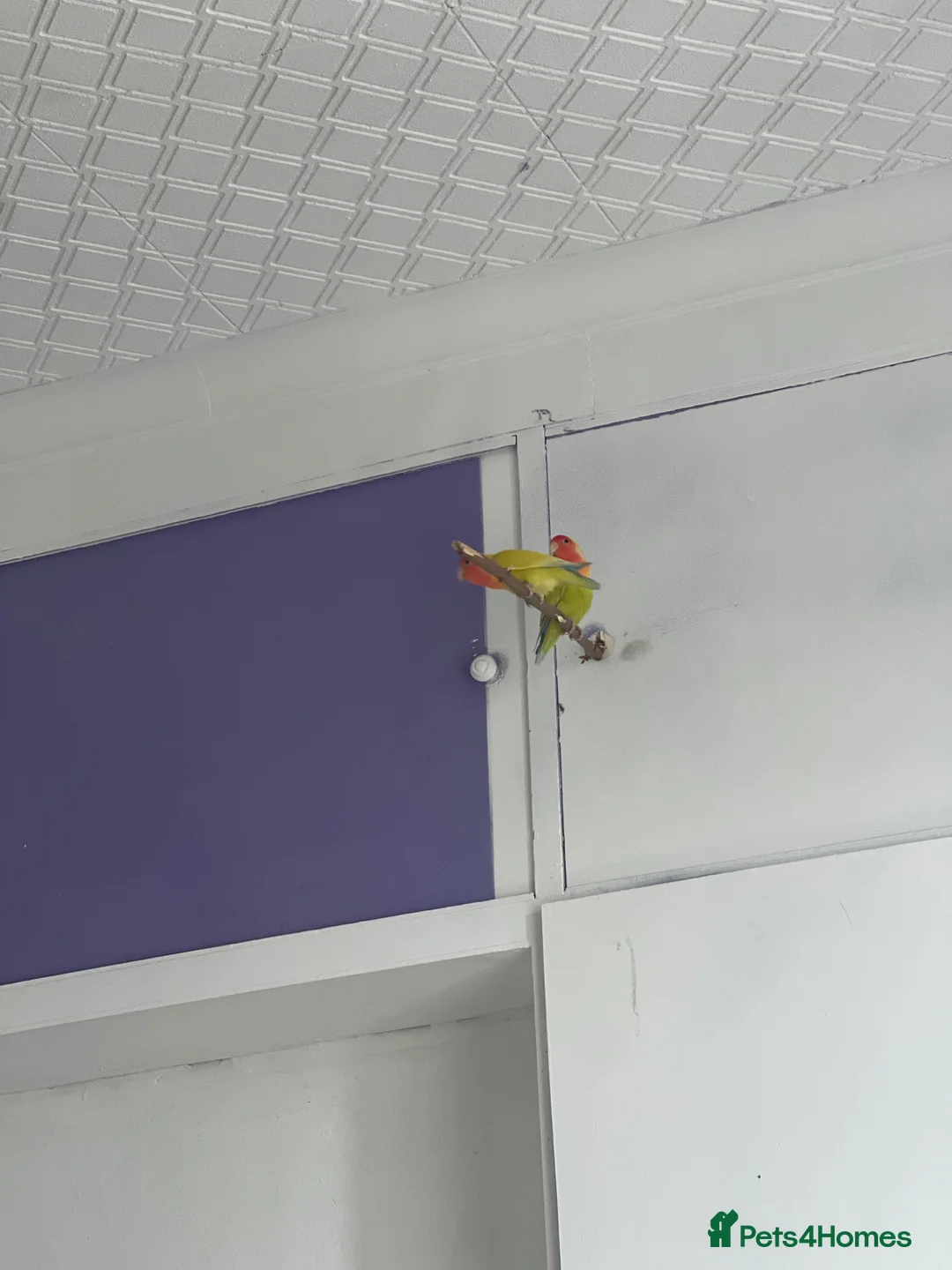 Lovebirds birds for sale: Lovebirds  - Advert 2