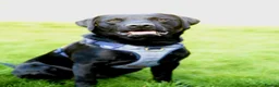 Labrador Retriever dogs for stud: Outstanding Working Line Black Labrador Retriever  - Advert 5