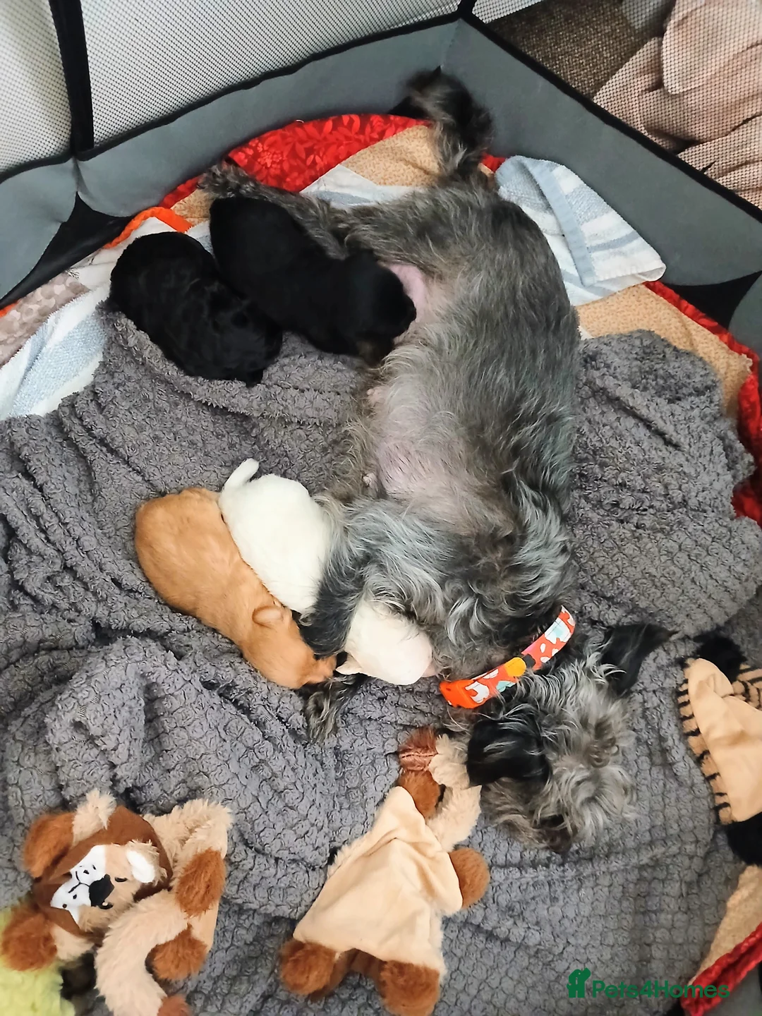 Jackapoo dogs for sale: 🌈 Gorgeous Rainbow Jackapoo Puppies in Newcastle upon Tyne - Advert 12
