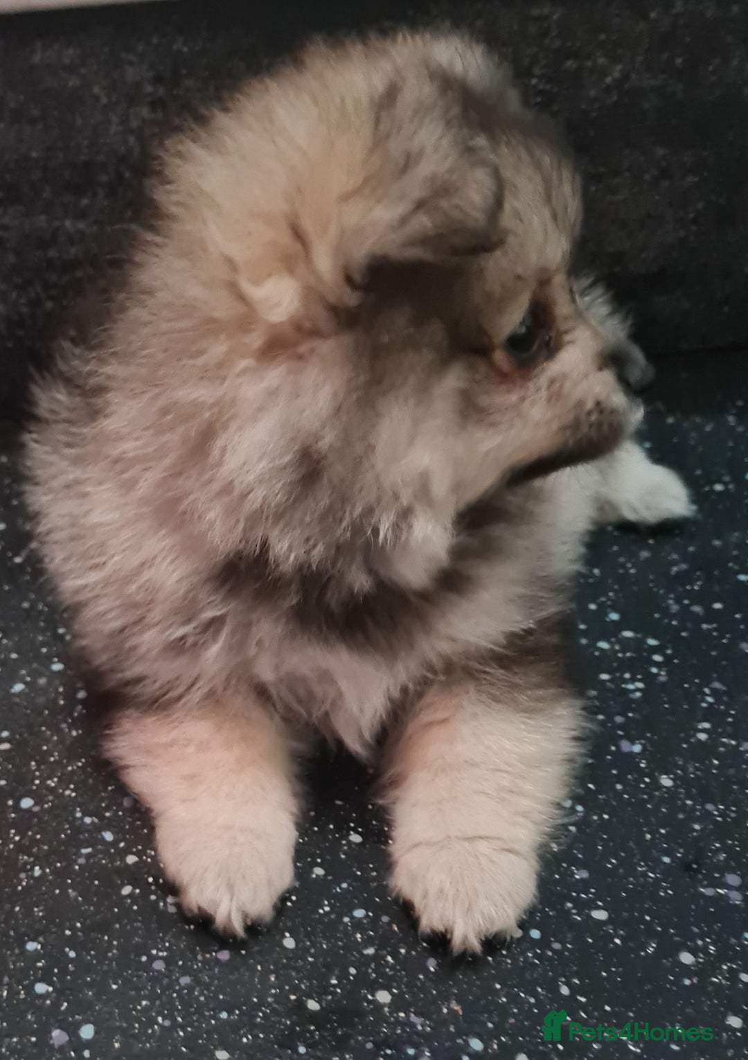 Mixed Breed dogs for sale: Ready now Pomeranian cross. ( Lapponian ) - Image 28