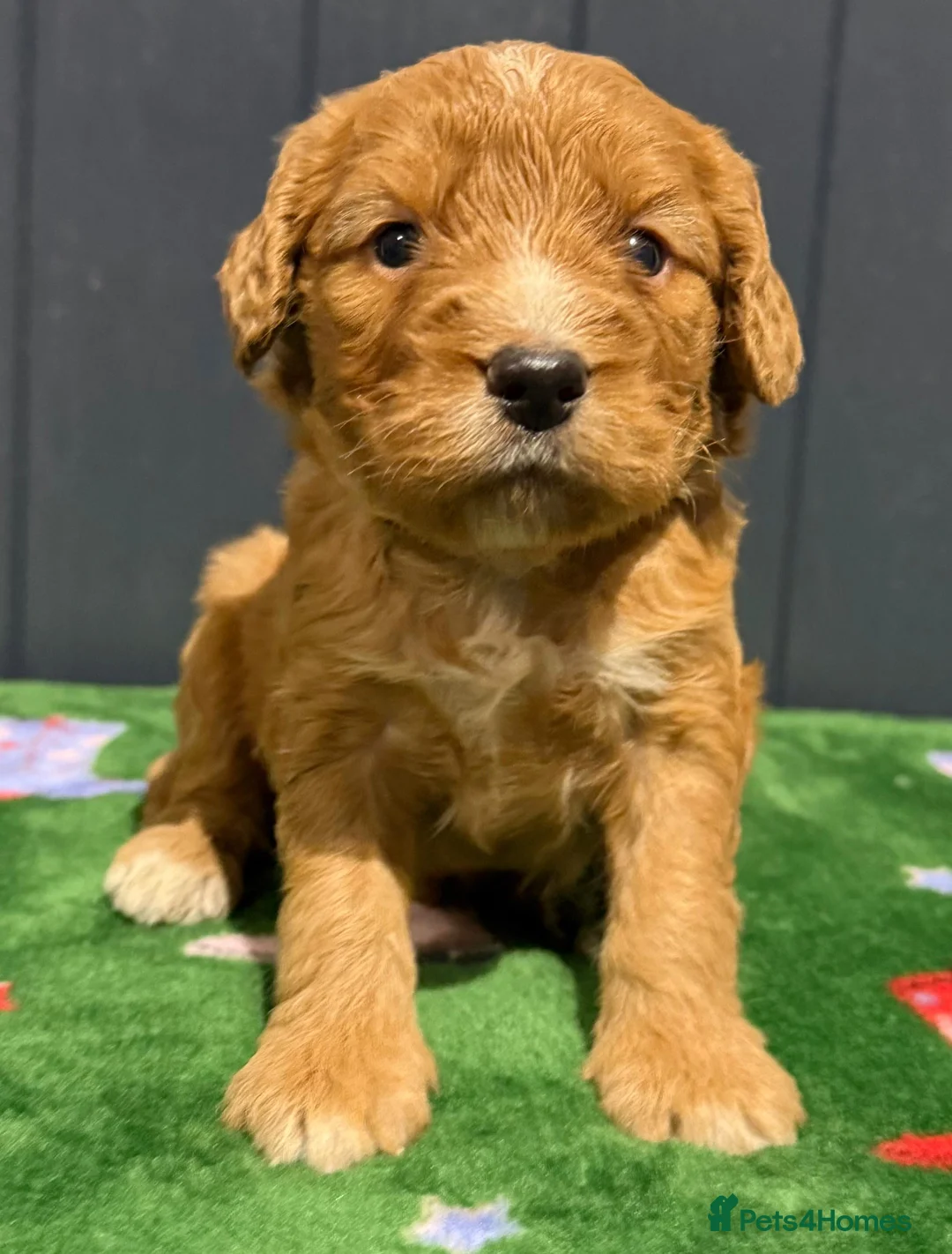 Cockapoo dogs for sale: F1 various mini cockapoos 30 dna health tested clr - Advert 11