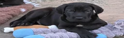 Great Dane dogs for sale: Blue & black puppies waiting for loving homes. in Worksop - Advert 5
