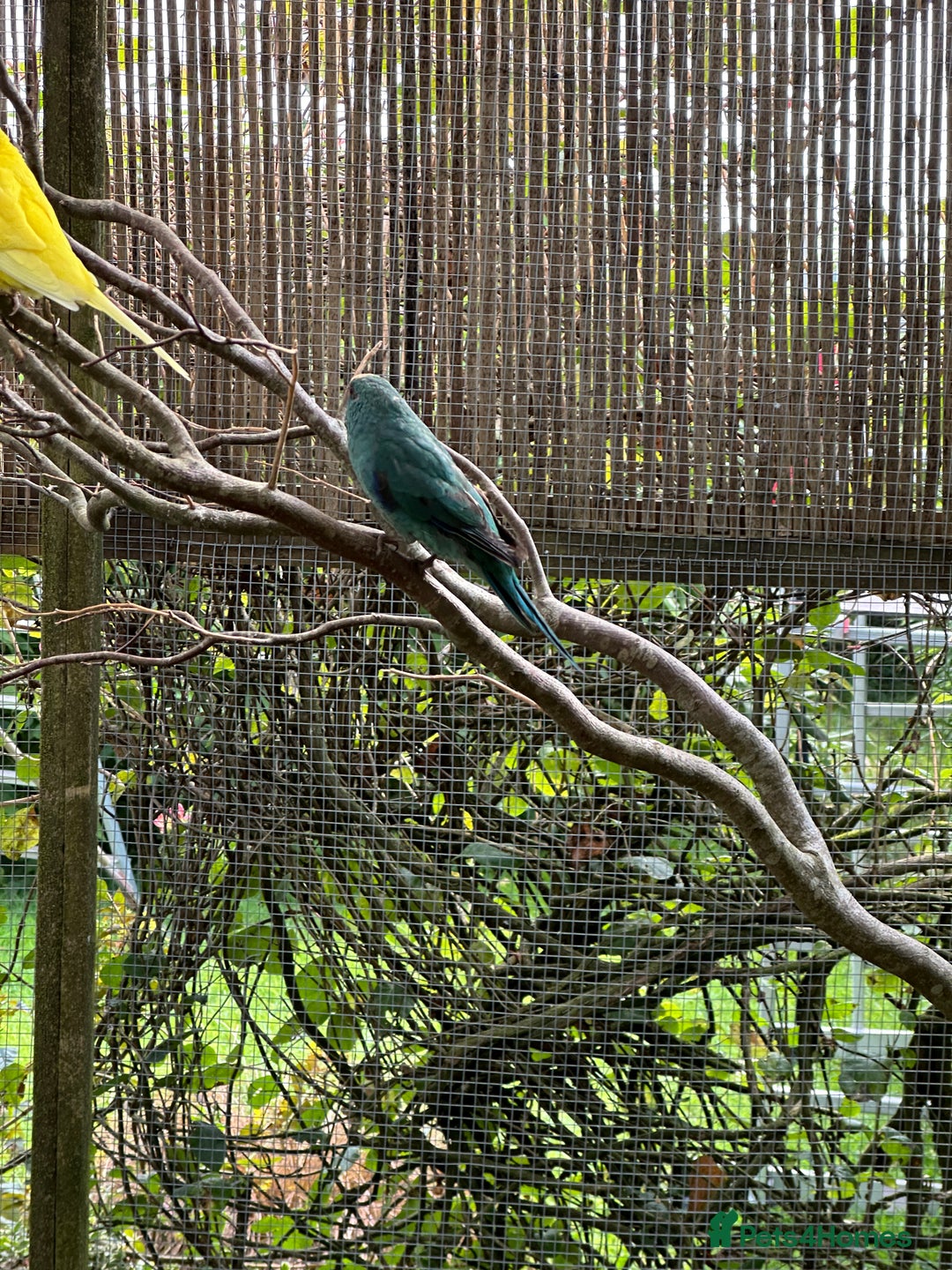 Cockatiels birds for sale: Kakariki - Image 3