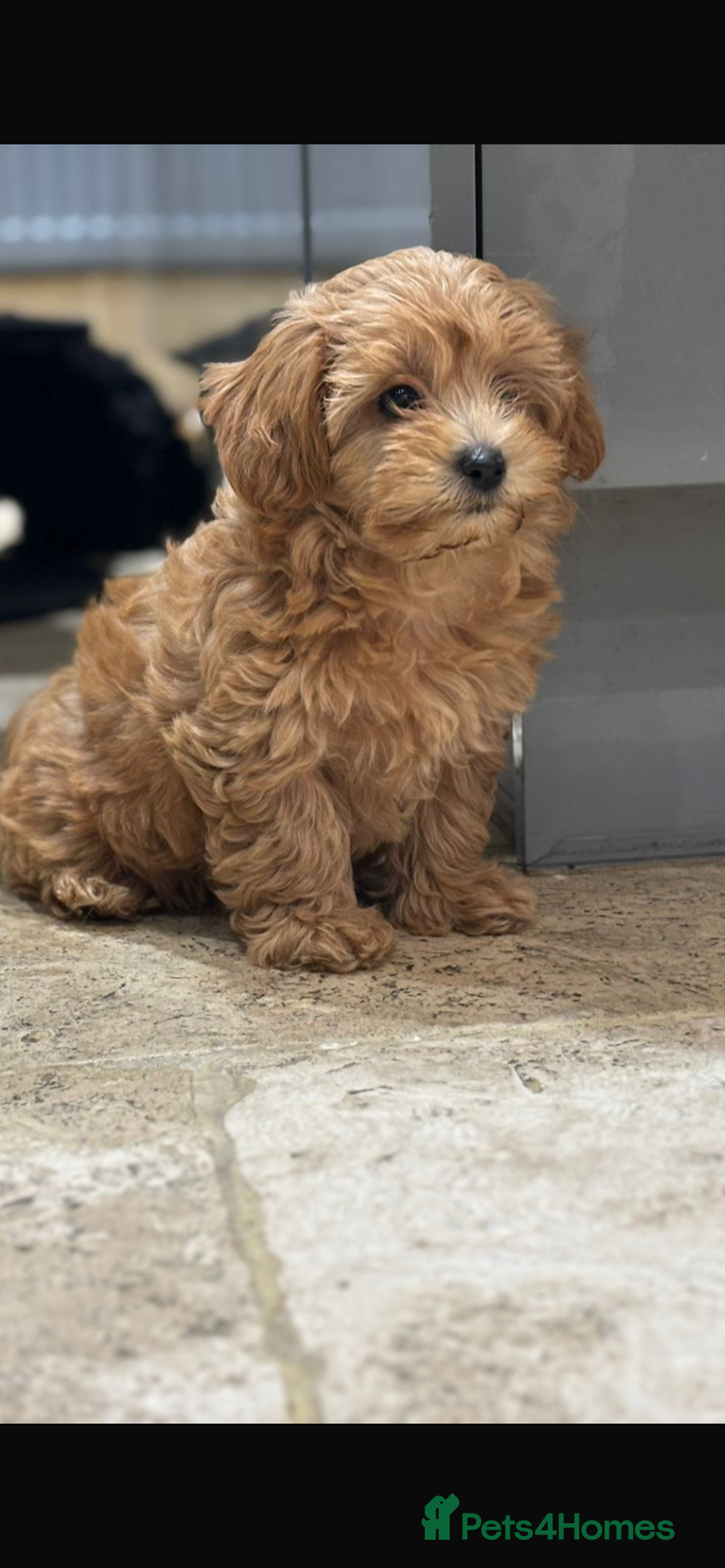 Maltipoo dogs for sale: Stunning maltipoo pups  - Advert 4