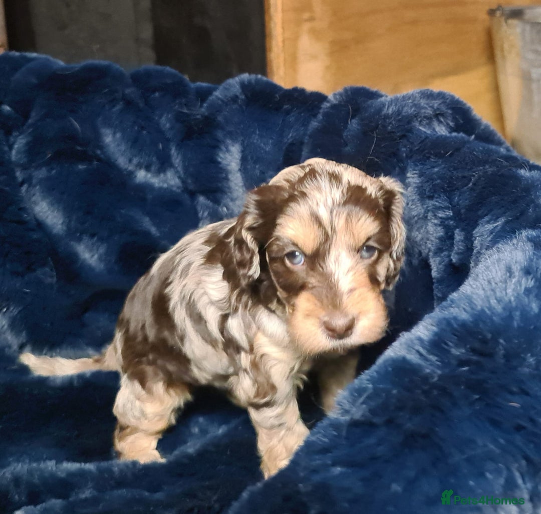 Cockapoo dogs for sale: Exceptional Cockapoo Puppies for Sale - Advert 8