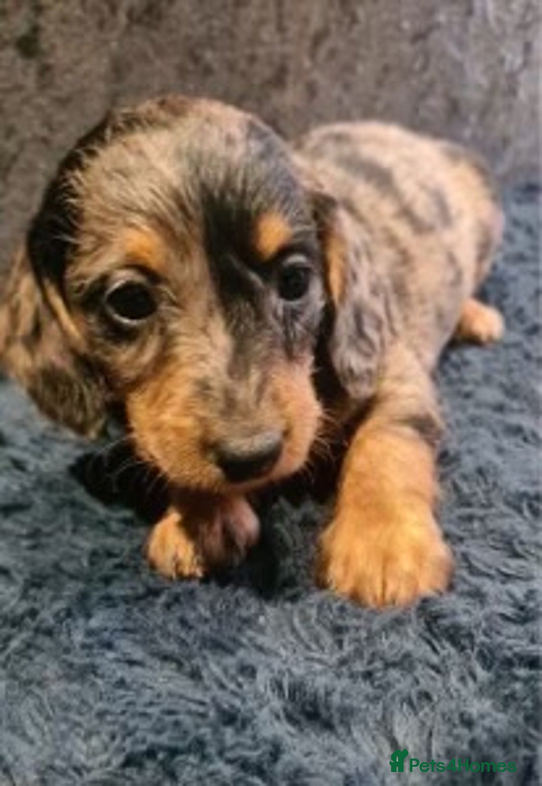 Dachshund dogs for sale: DAPPLE LONG HAIR DACHSHUNDS  - Image 10