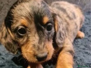 Dachshund dogs - Advert 6