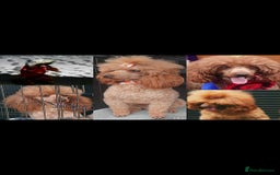 Toy Poodle dogs for stud: TOY & MINIATURE BOY'S FOR STUD  in Iver - Image 7