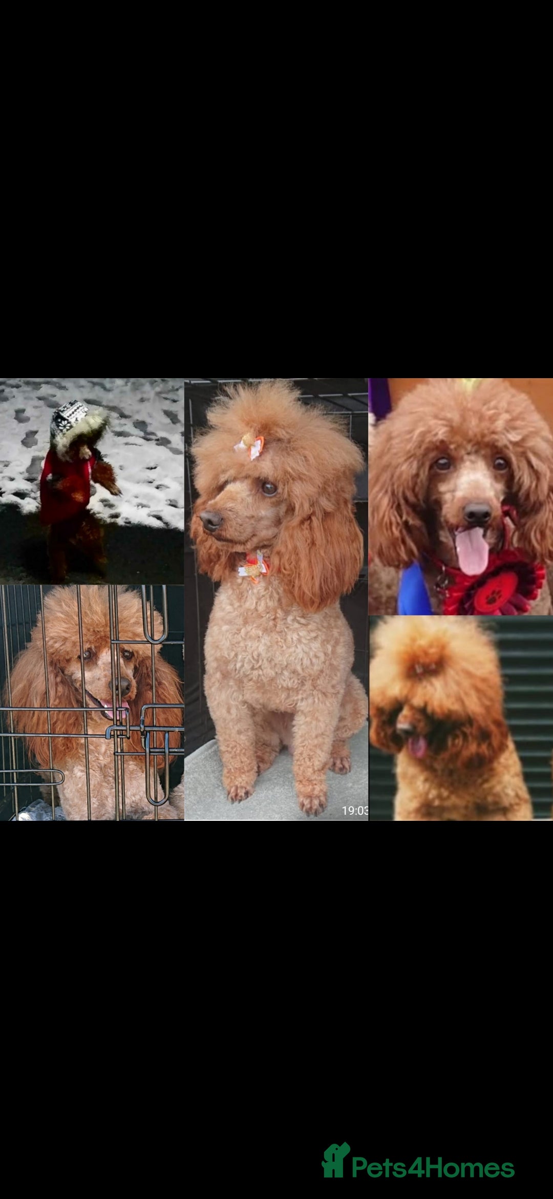 Toy Poodle dogs for stud: TOY & MINIATURE BOY'S FOR STUD  in Iver - Image 7
