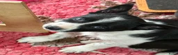 Border Collie dogs for sale: Fully Health Tested Border Collie Puppy For Sale in Coleford - Advert 17