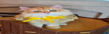 British Longhair Kitten 5