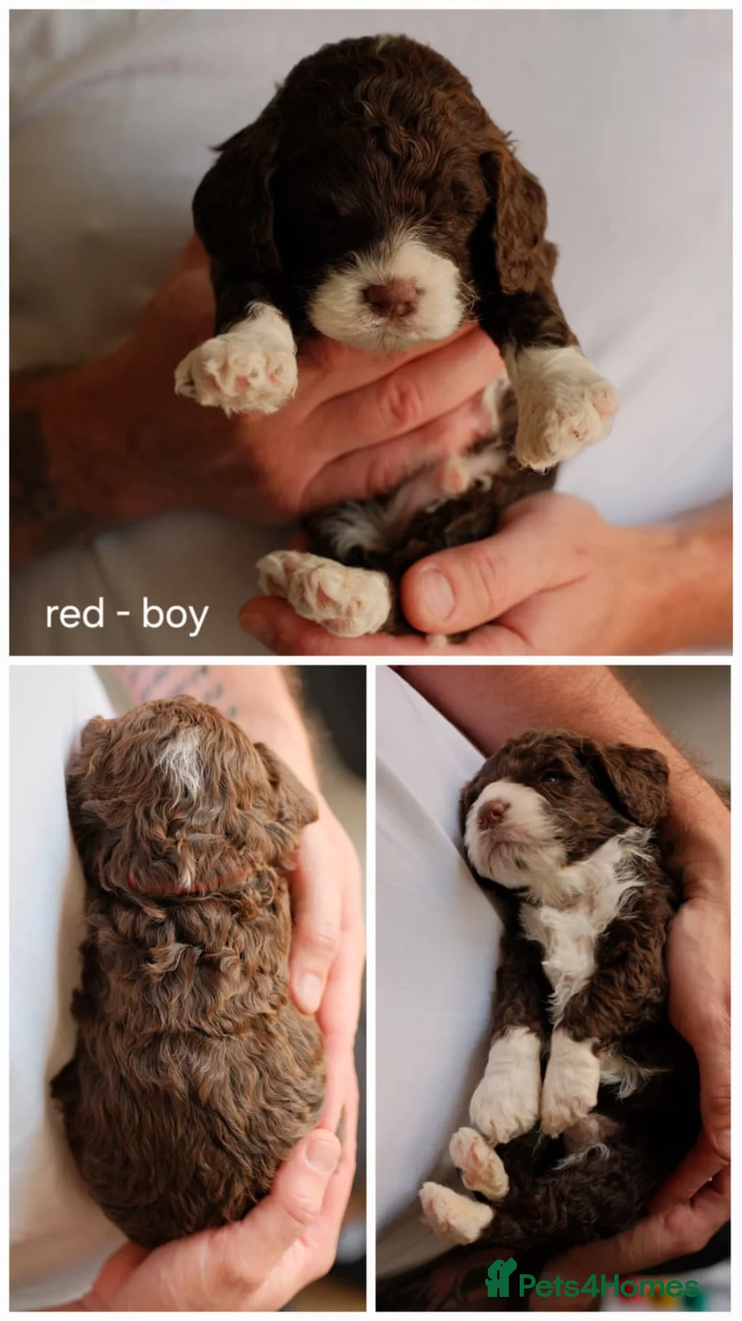 Cockapoo dogs for sale: 🐶 Adorable Cockapoo Puppies Available 🐶 - Advert 2